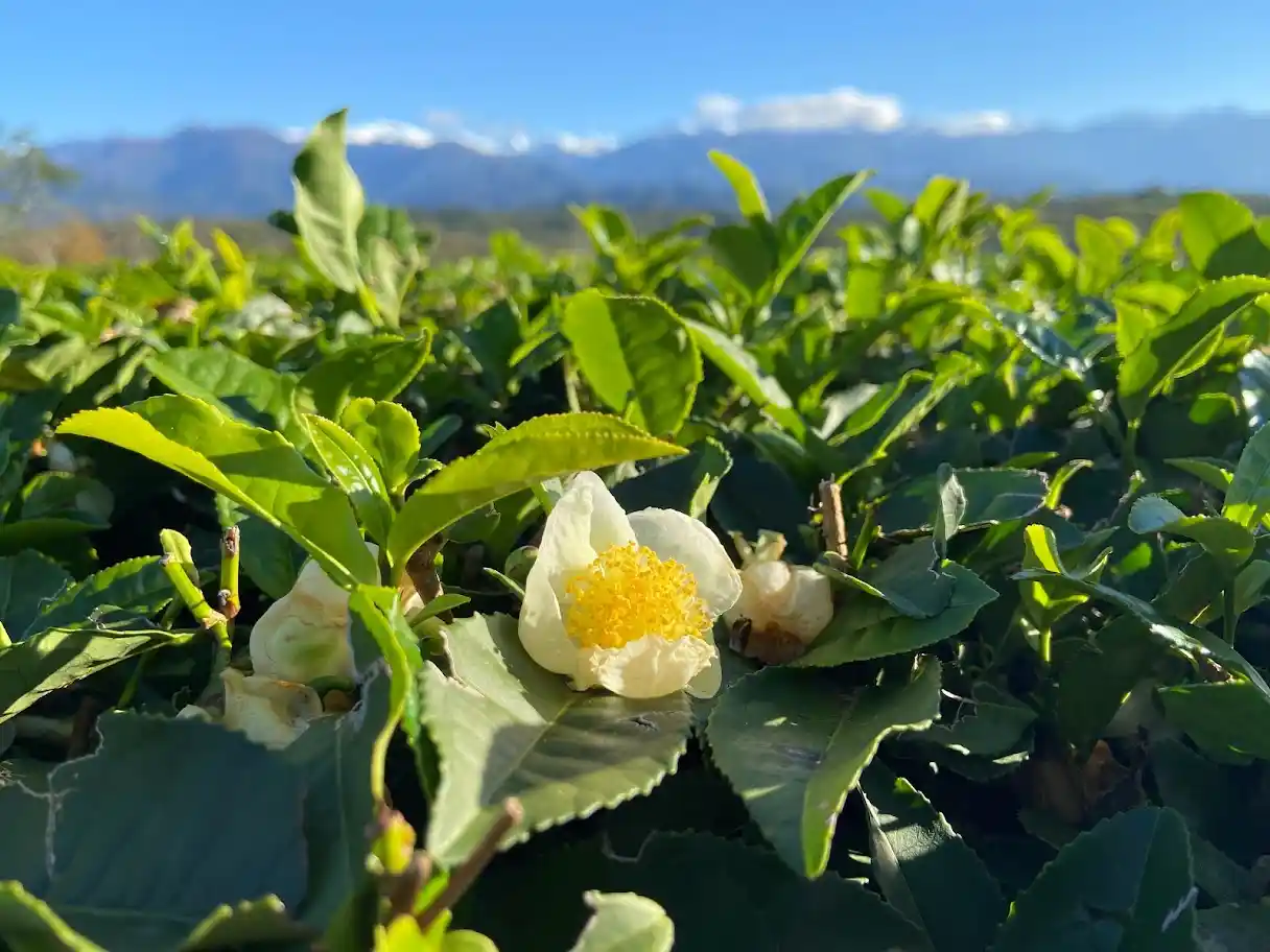 Tea flower